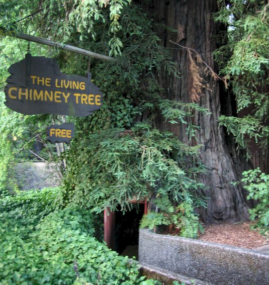 Chimney Tree Struck By Lightning
