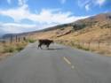 Open Range Cow in The Road. Be Careful.
