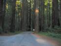 Entering Humboldt State Redwood Park