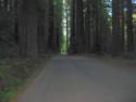 Humboldt State Redwood Park
