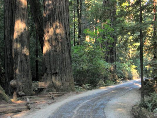 Road To Drive Thru Tree