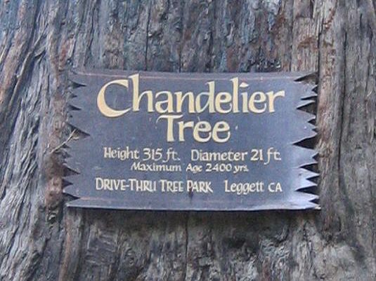 Chandelier Drive Thru Tree, 2400 Years Old