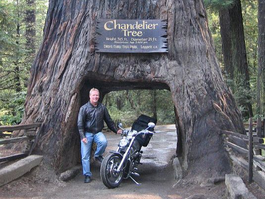 Barry in Chandelier Drive Thru Tree