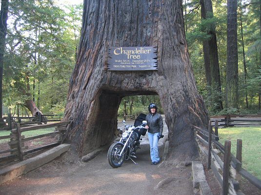 Mrs. C. in Chandelier Drive Thru Tree
