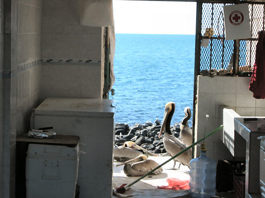 Pelicans at the Fish Market on the Malecon