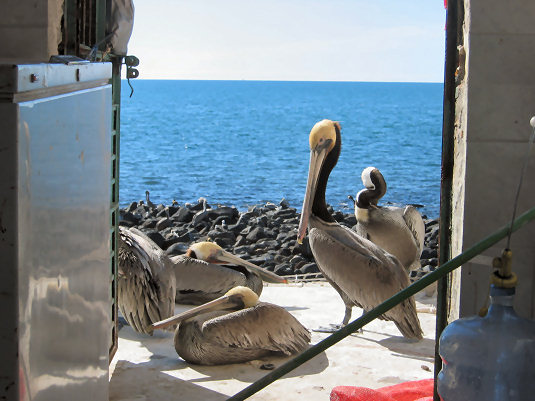 Pelicans at the Fish Market on the Malecon