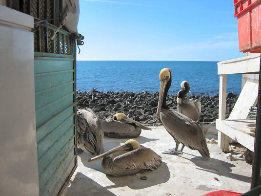 Pelicans at the Fish Market on the Malecon