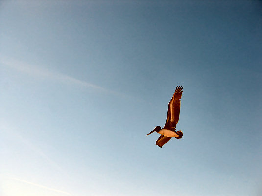 Pelican