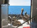 Pelicans at the Fish Market on the Malecon