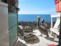 Pelicans at the Fish Market on the Malecon