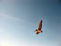 Pelican