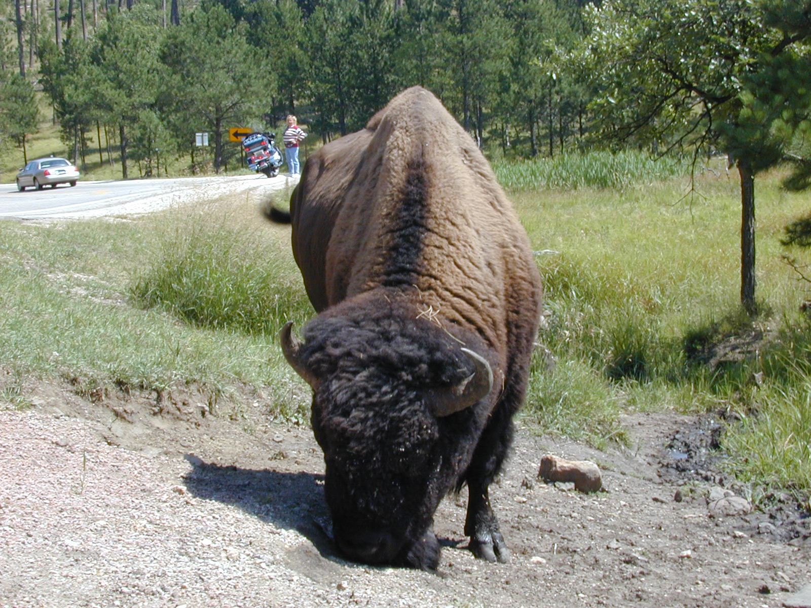 Buffalo