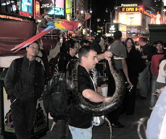 Large Python Around Neck