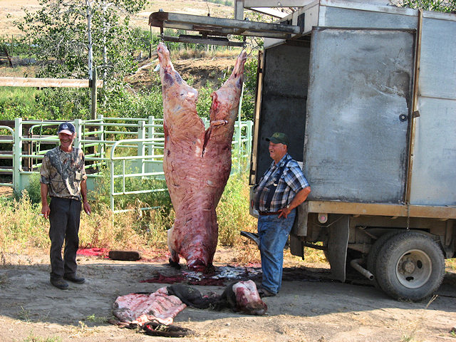 Angus Cow Meat for the Winter - Side of road Hwy. 20