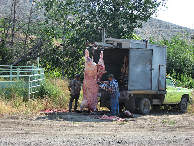 Angus Cow Meat for the Winter - Side of road Hwy. 20