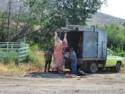 Angus Cow Meat for the Winter - Side of road Hwy. 20