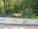 Deer in Kimberley, BC