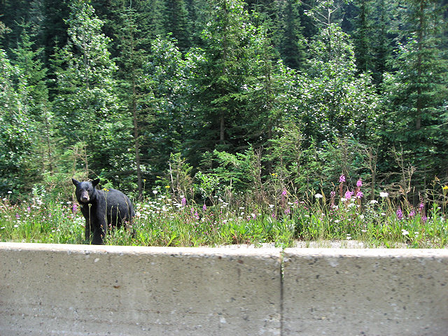 Black Bear - TransCanada Highway 1 - Glacier National Park, BC