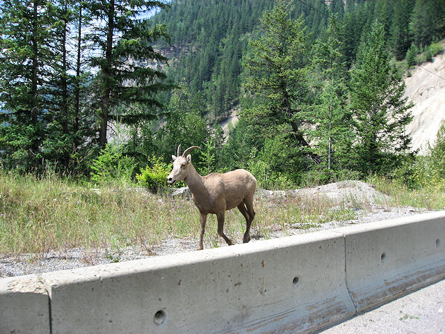 Big Horn Sheep - TransCanada Highway 1