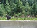Black Bear - TransCanada Highway 1 - Glacier National Park, BC