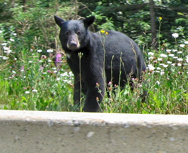 Black Bear - TransCanada Highway 1 - Glacier National Park, BC