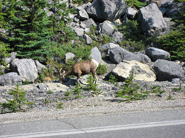 Scenes From the Icefields Parkway, AB