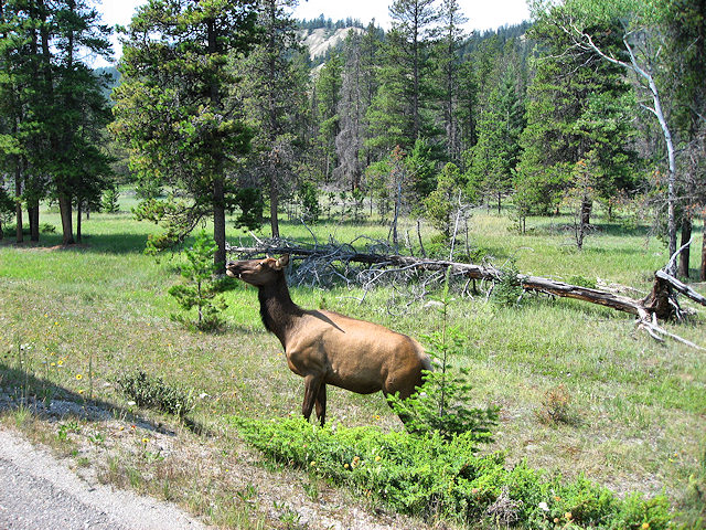 Elk
