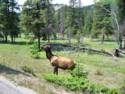 Elk