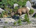Bighorn Sheep