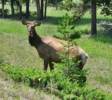 Elk