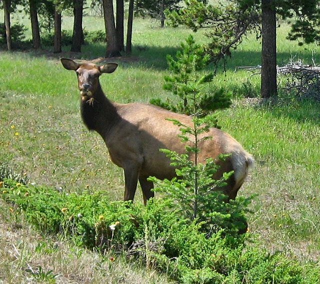 Elk