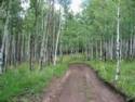 More Trails around Greer