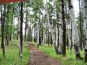 More Trails around Greer