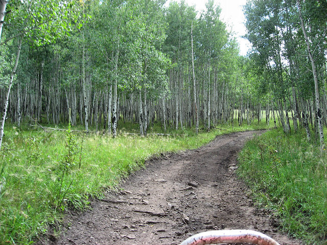 More Trails around Greer