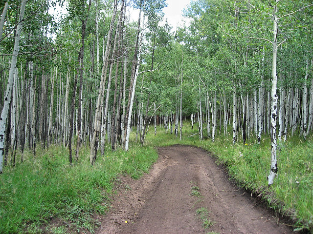 More Trails around Greer