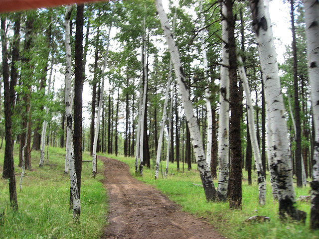 More Trails around Greer