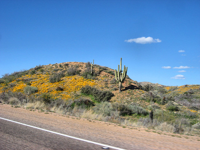 Road to Bartlett Lake