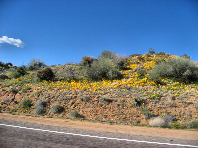 Road to Bartlett Lake