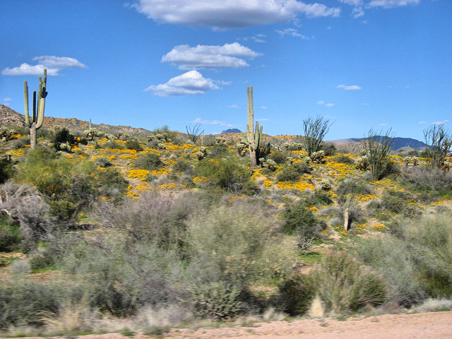 Road to Bartlett Lake