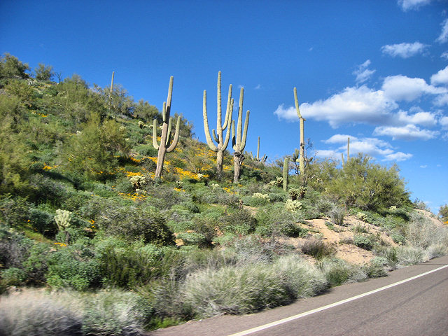 Road to SB Cove