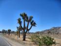 Joshua Tree National Park