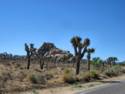 Joshua Tree National Park