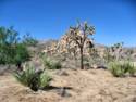 Joshua Tree National Park