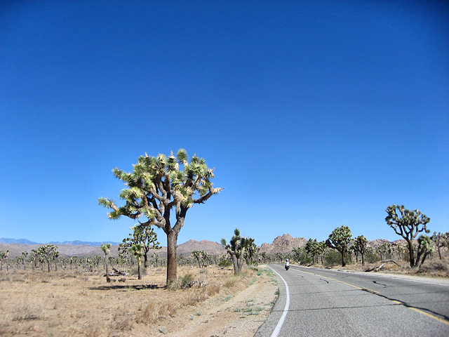 Joshua Tree National Park