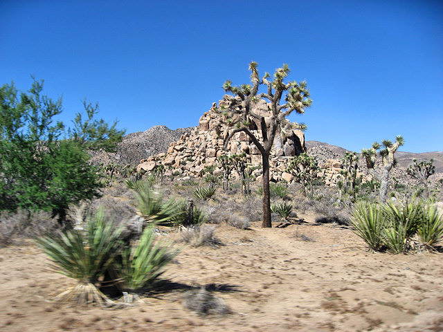 Joshua Tree National Park
