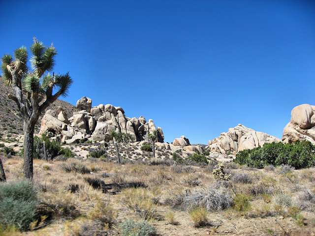 Joshua Tree National Park