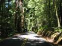 Big Basin Redwoods State Park - Hwy. 236