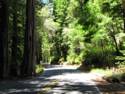 Big Basin Redwoods State Park - Hwy. 236