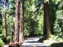 Big Basin Redwoods State Park - Hwy. 236