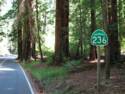 Big Basin Redwoods State Park - Hwy. 236